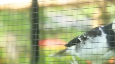 Gracupica nigricollis ya da siyah yakalı sığırcık, Sturnidae familyasından bir sığırcık türü.