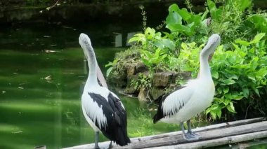 Pelecanus Conspicillatus veya Avustralya pelikanı, bir göletin kenarında dinlenen büyük bir kuş olan pelecanidae 'ye ait büyük bir su kuşu.