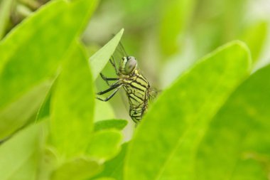 Orthetrum Sabina or rhinoceros dragonfly, the slender skimmer or green marsh hawk, is a species of dragonfly in the family Libellulidae clipart