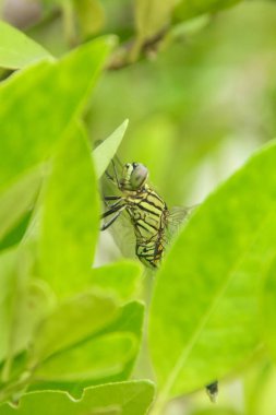 Orthetrum Sabina veya gergedan yusufçuğu (İngilizce: Orthetrum Sabina veya gergedan yusufçuğu), Libellulidae familyasından bir yusufçuk türü.