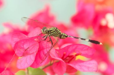 Orthetrum Sabina or rhinoceros dragonfly, the slender skimmer or green marsh hawk, is a species of dragonfly in the family Libellulidae clipart