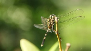 Orthetrum Sabina veya gergedan yusufçuğu (İngilizce: Orthetrum Sabina veya gergedan yusufçuğu), Libellulidae familyasından bir yusufçuk türü.