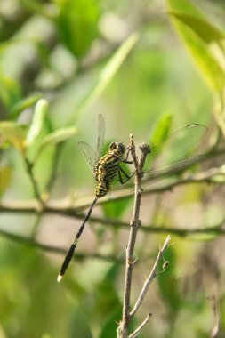 Orthetrum Sabina veya gergedan yusufçuğu (İngilizce: Orthetrum Sabina veya gergedan yusufçuğu), Libellulidae familyasından bir yusufçuk türü.