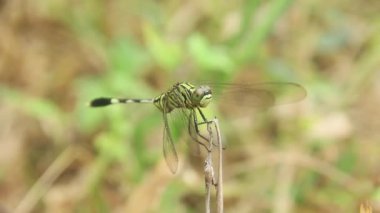 Orthetrum Sabina veya gergedan yusufçuğu (İngilizce: Orthetrum Sabina veya gergedan yusufçuğu), Libellulidae familyasından bir yusufçuk türü.