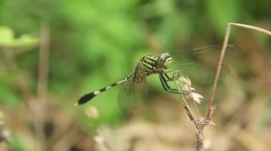 Orthetrum Sabina veya gergedan yusufçuğu (İngilizce: Orthetrum Sabina veya gergedan yusufçuğu), Libellulidae familyasından bir yusufçuk türü.