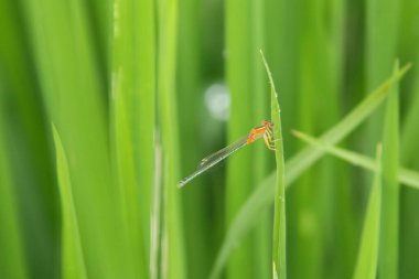Odonata yusufçuğu ve yusufçuk yusufçuğu ya da pirinç tarlalarında yaşayan yusufçuk.