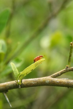 Attelabidae, parlak kırmızı bir böcek türü, yemyeşil bir bitkiye tünemiş bir attelabidae.