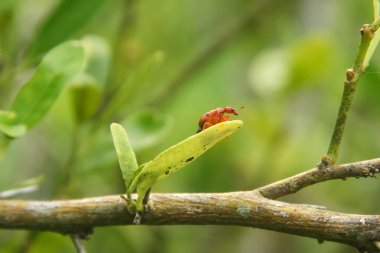 Attelabidae, parlak kırmızı bir böcek türü, yemyeşil bir bitkiye tünemiş bir attelabidae.