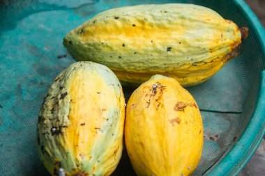 Teobroma kakao veya kakao meyvesi, kakao bitkisinin meyvesi çikolata yapımında ana bileşen olarak kullanılır.