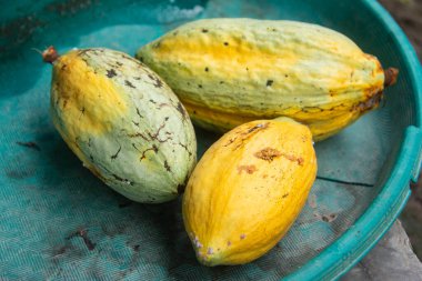 Teobroma kakao veya kakao meyvesi, kakao bitkisinin meyvesi çikolata yapımında ana bileşen olarak kullanılır.