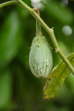 Tayland patlıcan veya Solanum melongena, Tayland patlıcan, kısa ve yuvarlak patlıcan, hala ağaçta duran Tayland patlıcan