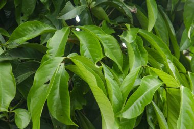 Bitkilerin ve yeşil yaprakların arkaplanı ve yumuşak sabah güneşiyle aydınlatılan güzel doğal yaprak yapıları.