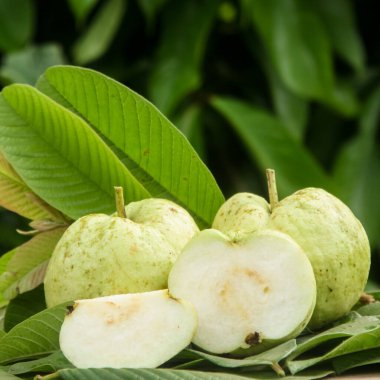 Kristal guava ya da Psidium guajava, doğal arka planı olan bir masada dilimlenmiş kristal guava.