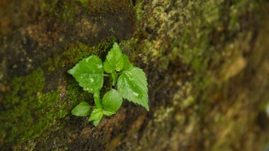 Laportea ya da ısırgan otu, kaşıntıya neden olabilecek bir bitkidir. Humus toprağının tepesinde yaşayan bir bitkidir.