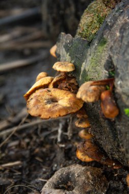 Pholiota Aurivella, Strophariaceae familyasından bir mantar türü, nemli ortamlarda çürüyen odunlarla beslenen bir mantar türü.