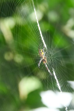 Argiope Anasuja, Argiope anasuja örümceği familyasından bir örümcek türü.