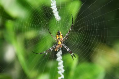 Argiope Anasuja, Argiope anasuja örümceği familyasından bir örümcek türü.