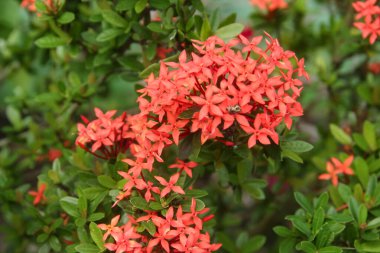 Ashoka çiçekleri kurak mevsimde güzel açar.