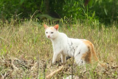 Evin ön bahçesinde dinlenen kedi yavrusu, rahatlatıcı bir kedi portresi.