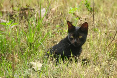 Evin ön bahçesinde dinlenen kedi yavrusu, rahatlatıcı bir kedi portresi.