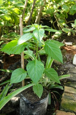 Siyah humus toprağında yetişen küçük acı biber bitkileri, evin bahçesine ekilen küçük biber bitkileri.