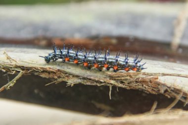 Caterpillar or larva of the butterfly Doleschallia bisaltide clipart