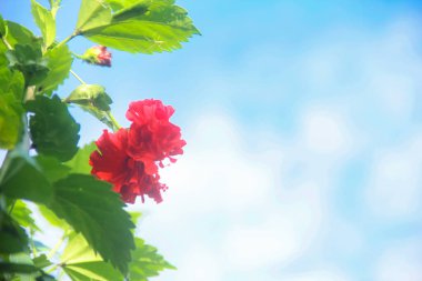 Henüz açmamış kırmızı çiçekleri gösteren Hibiscus rosa sinensis.