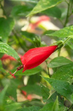 Henüz açmamış kırmızı çiçekleri gösteren Hibiscus rosa sinensis.