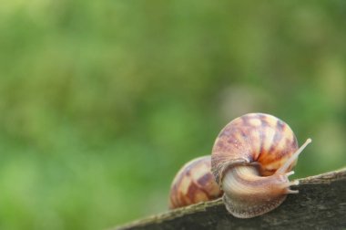 Lissachatina Fulica ya da Achatinidae ailesine ait kara salyangozu. Lissachatina fulica Doğu Afrika kökenli bir kara salyangozu türüdür.