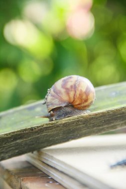 Lissachatina Fulica or land snail belonging to the Achatinidae family. Lissachatina fulica is a species of land snail originating from East Africa clipart