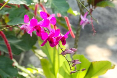 Orkide çiçekleri güneşli bir günde yumuşak güneş ışığıyla güzel bir şekilde açar.