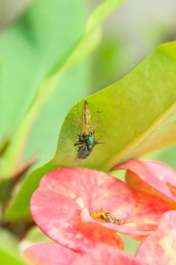 Oxyopidae species of small spiders that live on plants, oxyopidae that prey on green flies or Lucilia sericata clipart