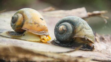 Pila ampullacea or rice field snail, this snail is often found in rice fields, fresh water snail clipart