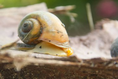 Pila ampullacea or rice field snail, this snail is often found in rice fields, fresh water snail clipart