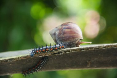 Lissachatina Fulica or land snail with Doleschallia bisaltide or larva, photo between land snail and beautiful caterpillar with natural background clipart