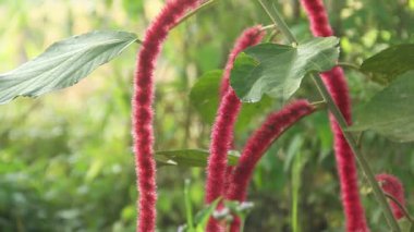 Acalypha hispida veya kedi kuyruğu çiçeği veya Chenille Bitkisi, kırmızı Acalypha hispida çiçeğinin canlı rengi sabah güneşi tarafından aydınlatılır.