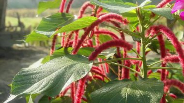 Acalypha hispida veya kedi kuyruğu çiçeği veya Chenille Bitkisi, kırmızı Acalypha hispida çiçeğinin canlı rengi sabah güneşi tarafından aydınlatılır.