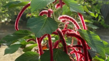 Acalypha hispida veya kedi kuyruğu çiçeği veya Chenille Bitkisi, kırmızı Acalypha hispida çiçeğinin canlı rengi sabah güneşi tarafından aydınlatılır.
