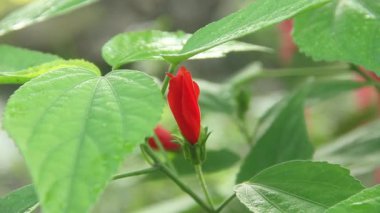Hibiscus rosa sinensis ya da botanik çiçeği, Malvaceae ailesine ait bir çiçek bitkisi, yeşil yapraklarla birleştirilmiş kırmızı amber çiçeği.