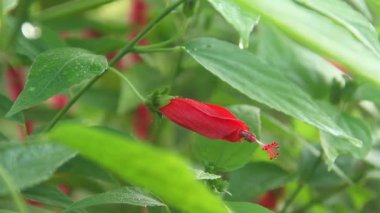 Hibiscus rosa sinensis ya da botanik çiçeği, Malvaceae ailesine ait bir çiçek bitkisi, yeşil yapraklarla birleştirilmiş kırmızı amber çiçeği.