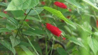 Hibiscus rosa sinensis ya da botanik çiçeği, Malvaceae ailesine ait bir çiçek bitkisi, yeşil yapraklarla birleştirilmiş kırmızı amber çiçeği.