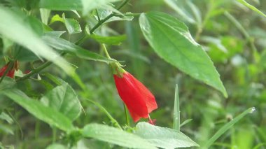 Hibiscus rosa sinensis ya da botanik çiçeği, Malvaceae ailesine ait bir çiçek bitkisi, yeşil yapraklarla birleştirilmiş kırmızı amber çiçeği.