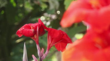 İndika çiçeği ya da Canna Ciciar 'ı yükseltir, bahçeye ekilir ve güzel kırmızı çiçekler yetiştirilir.