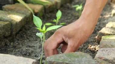 Küçük acı biber bitkilerinin etrafındaki toprağı gevşeten bir çiftçi, humus toprağında yaşayan küçük biber bitkileri.