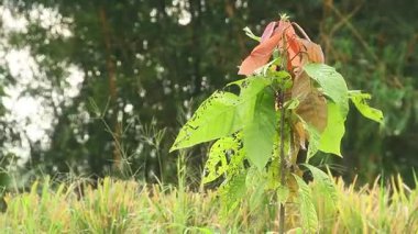 Tropikal ülkelerdeki verimli topraklarda küçük kakao ağaçları yaşar. Kakao ağaçları, meyveleri çikolata yapmak için hammadde olan bitkilerdir.