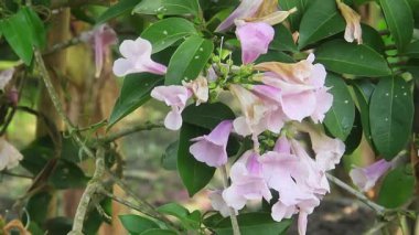 Clytostoma Callistgioides veya Lavanta Trompet Sarmaşığı, güzel desenleri olan süs çiçekleri, bahçede güzel açan çiçek bitkileri.