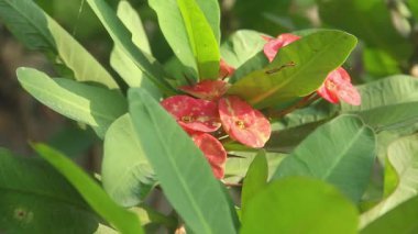 Euphorbia milli, çiçek açan kırmızı öforbi çiçeği kırmızıdır ve gün ışığıyla aydınlatılır.