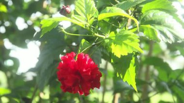 Hibiscus rosa sinensis ya da botanik çiçeği, Malvaceae ailesine ait bir çiçek bitkisi, yeşil yapraklarla birleştirilmiş kırmızı amber çiçeği.