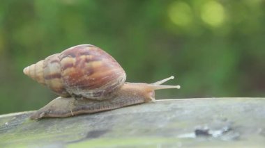 Lissachatina Fulica ya da Achatinidae ailesine ait kara salyangozu. Lissachatina fulica Doğu Afrika kökenli bir kara salyangozu türüdür.