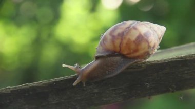 Lissachatina Fulica ya da Achatinidae ailesine ait kara salyangozu. Lissachatina fulica Doğu Afrika kökenli bir kara salyangozu türüdür.